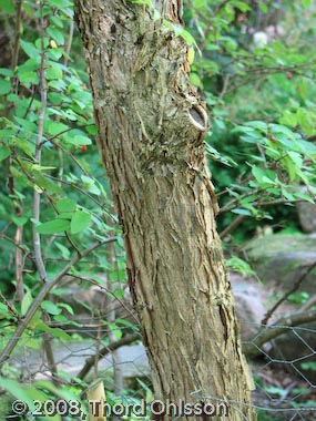 Acer triflorum